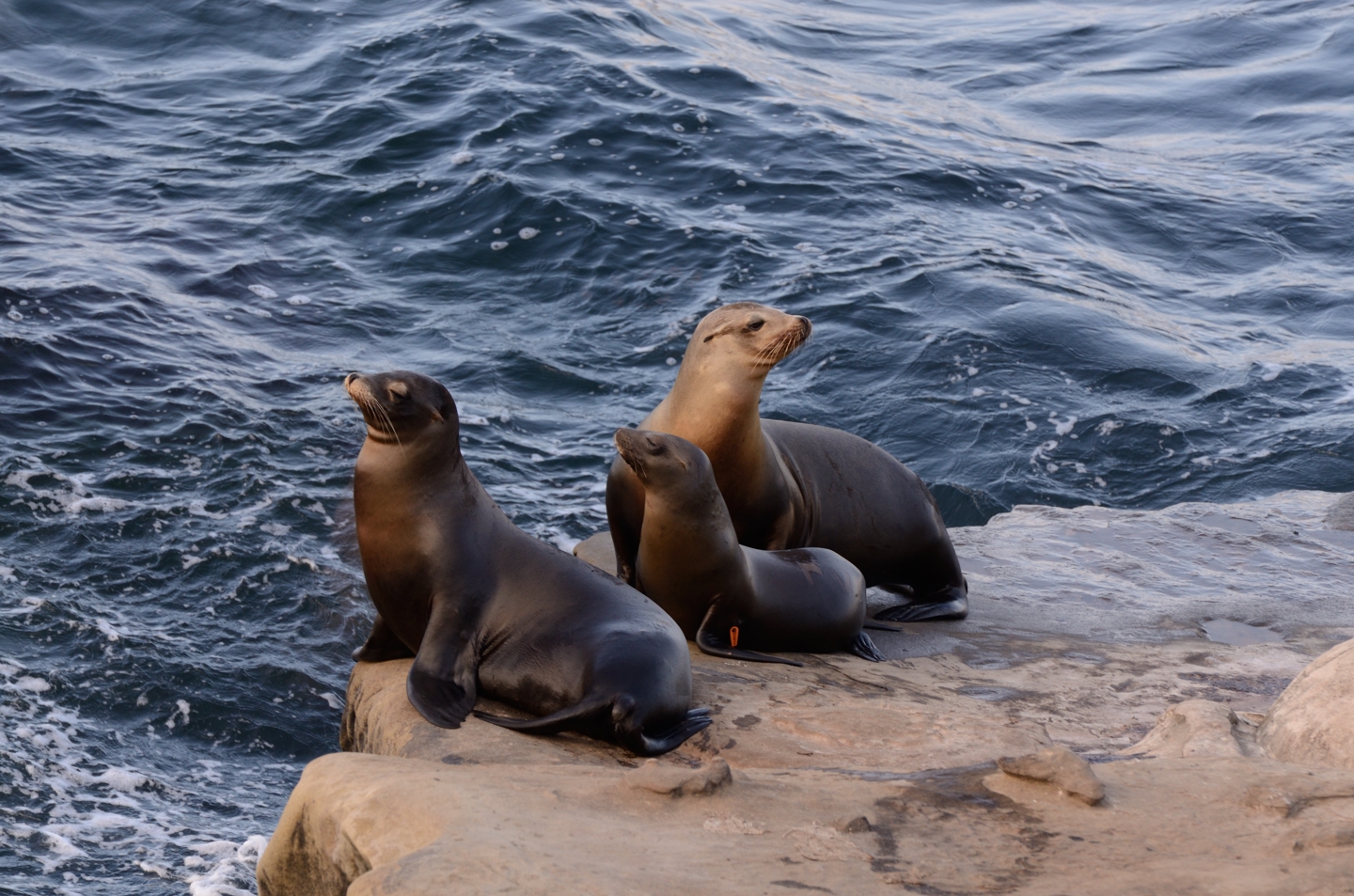 La Jolla Seals