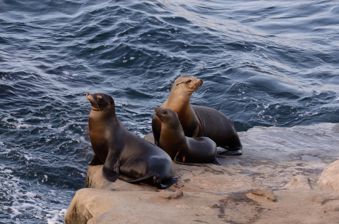 La Jolla Seals